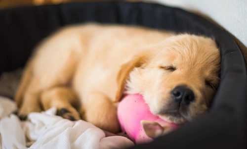 6 month store old puppy sleep