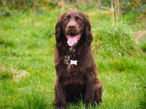 Chocolate store sprocker puppies