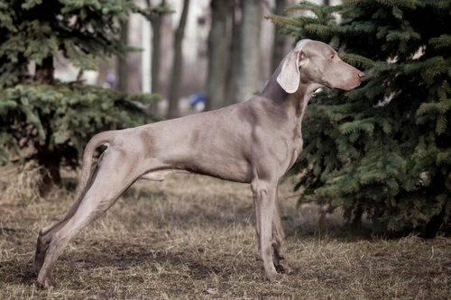 Weimaraner best sale