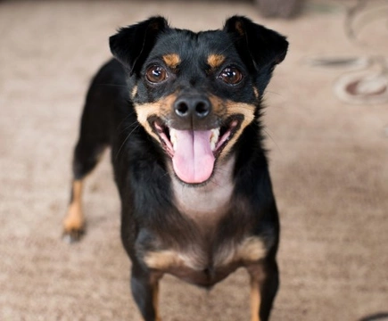 A wiener dog mixed with 2024 a chihuahua