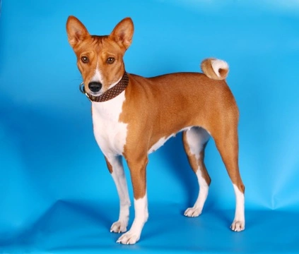 Basenji do hot sale they bark