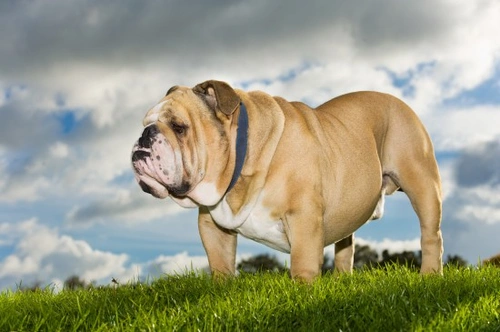 English bulldog hot sale hip problems