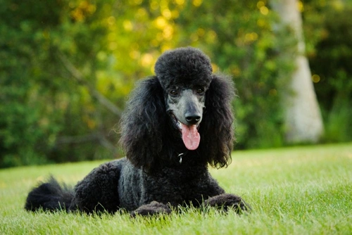 Poodle best sale intelligence ranking