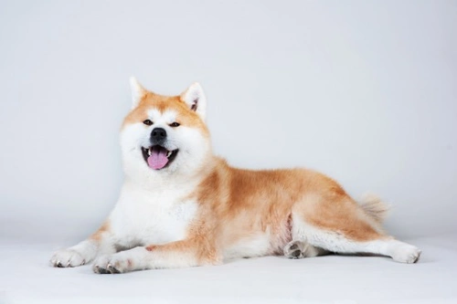 Japanese Akita temperament and training | Pets4Homes