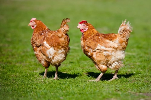 Can you feed human food and kitchen scraps to chickens? | Pets4Homes