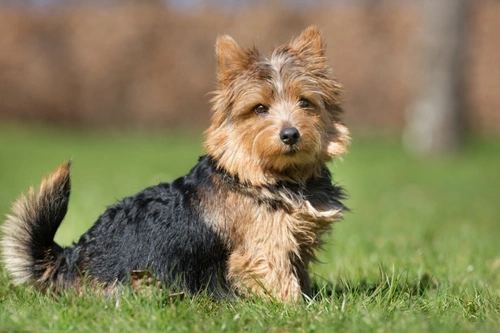 Aussie yorkie best sale