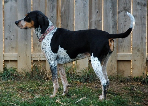 Bluetick store coonhound mix