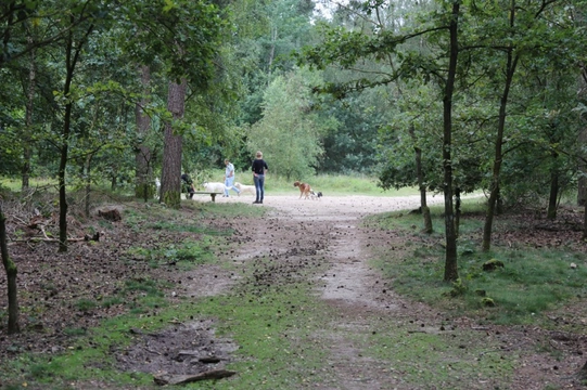 Losloopgebied: Strokelbos creatieve route in Harderwijk