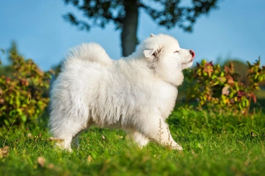 Samoyed dog hereditary health and health testing