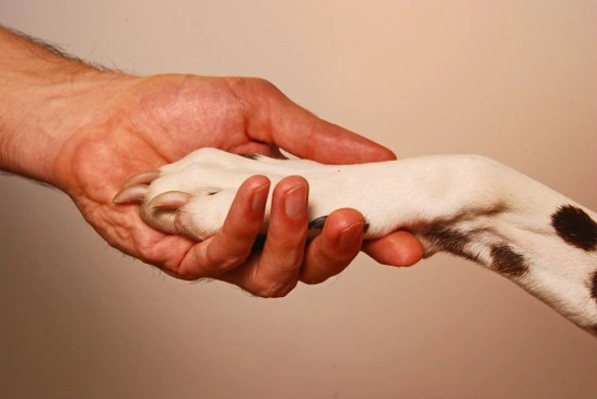 Training a deaf dog