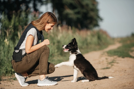 3 popular dog training techniques 