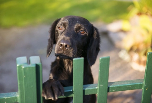 How to stop your dog escaping from the garden