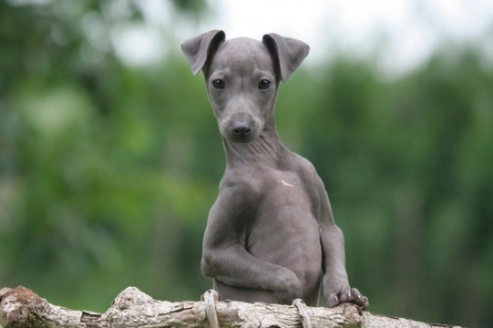 Owning an Italian Greyhound