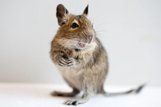 Keeping a Degu as a pet