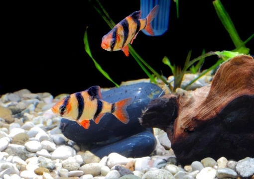 Common Tropical Fish Diseases