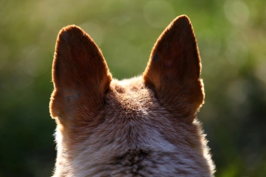 What the shape and size of your dog’s ears can tell you about their origins