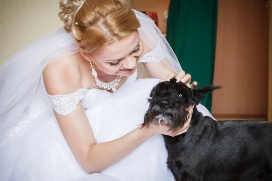 Are you thinking of involving your dog in your wedding?