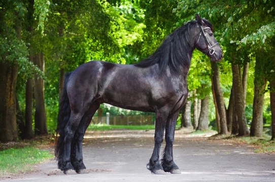 Breeds of carriage horse and pony