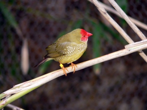 Neochmia Finches - The Star Finch and Cherry Finch