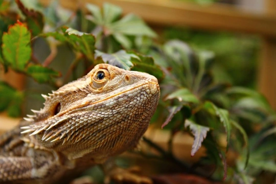 Six hidden dangers that may be lurking in your reptile terrarium