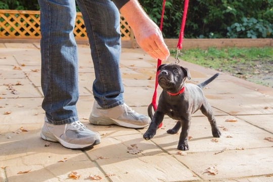 Using the right techniques to correct your new puppy