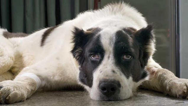 Hart-en vaatziekten bij honden