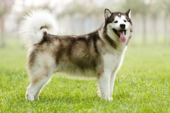 Health Issues Commonly Seen in the Alaskan Malamute