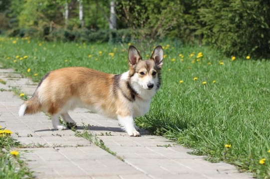 10 of the Friendliest Dogs That Make Wonderful Family Pets