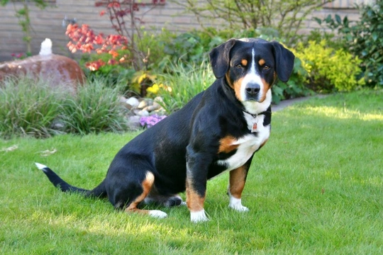 Entlebucher urinary syndrome (EUS)