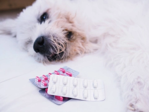 Five frequently asked questions about antibiotics for dogs