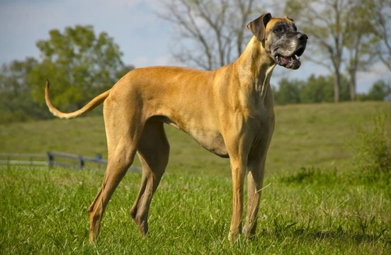 Centronuclear Myopathy (CNM) testing in the Great Dane and Labrador retriever