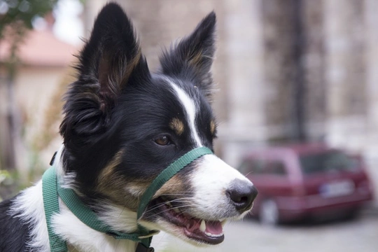 Can you use a Halti headcollar on a puppy?