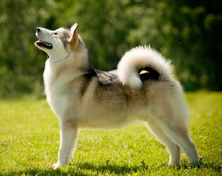 Is the Alaskan malamute a good choice of domestic pet?