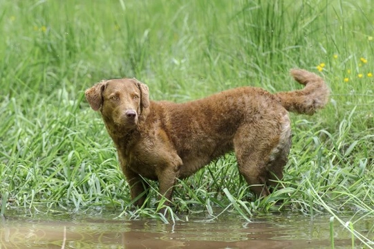 Hereditary health and wellness of the Chesapeake Bay retriever