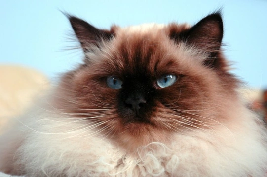 5 Popular Flat Faced Cat Breeds