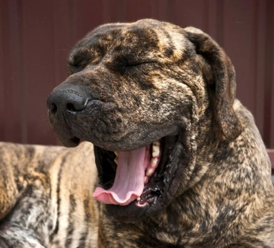 Pet Halitosis: Five Steps to Improve Your Pet's Breath