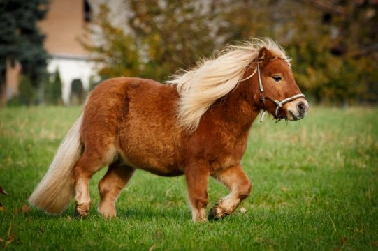 How to Feed Ponies to Avoid Obesity