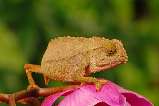 Keeping Pygmy Chameleons as Pets