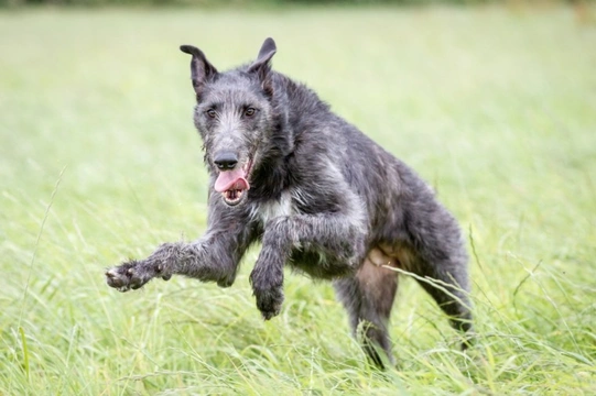 What are the cleverest giant dog breeds?