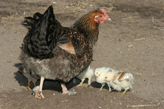 How to Create a Safe Environment Hens with Chicks