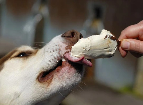 Roomijs giftig voor honden