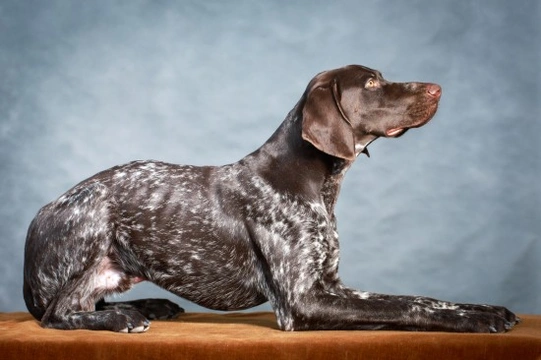 German shorthaired pointer hereditary health and longevity