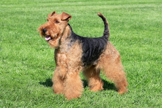 Masticatory muscle myositis in the Welsh terrier