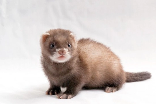 The Much Maligned Ferret... Unveiled