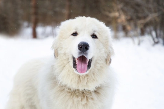 Glanzmann thrombasthenia in the Pyrenean mountain dog and other breeds