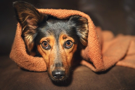 How to support a dog that is anxious or unhappy without their owner