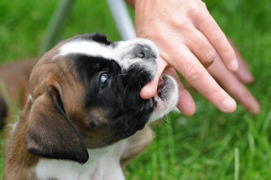 Puppies and the nipping stage of development