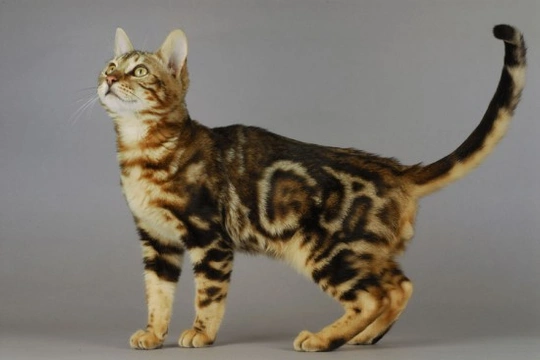 Cat Colour Genetics