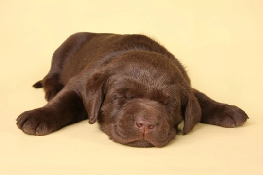 Do some dogs need to sleep more than other dogs?