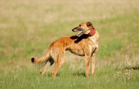 Is a longdog the right choice of pet for you?